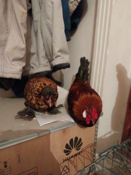 Япон хороз ва товуклар