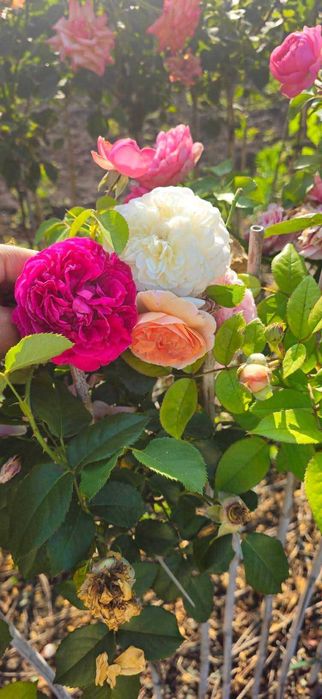 Щамбови рози на гол корен