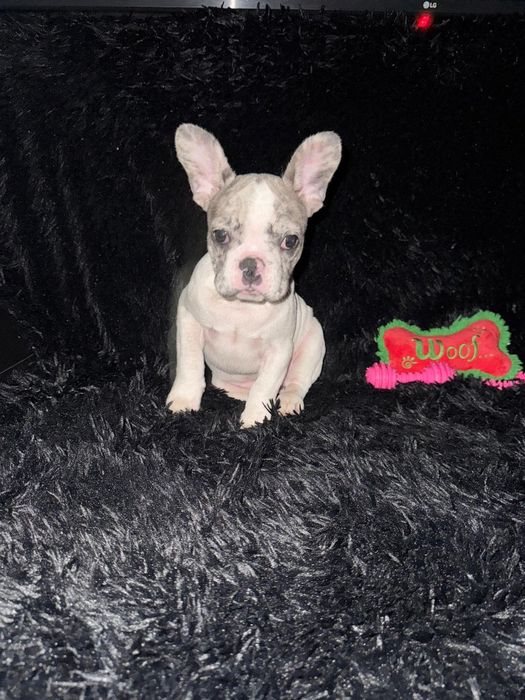 Bulldog Francez Merle Pied