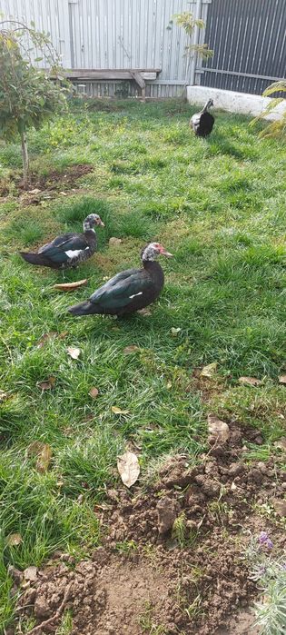 Rațe leșești crescute bio