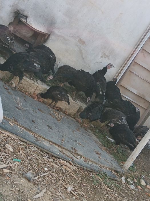 Индюки хорошем состоянии