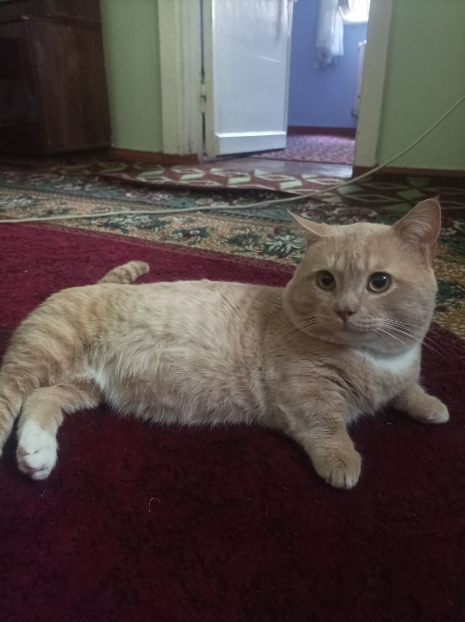 Mushuk / Кот   .