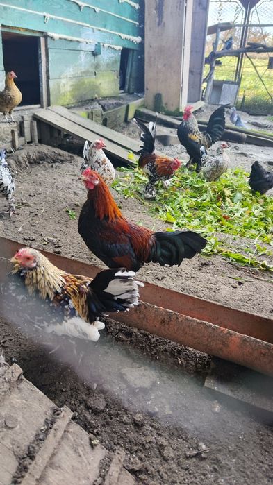 Cocoși pitici din primăvară