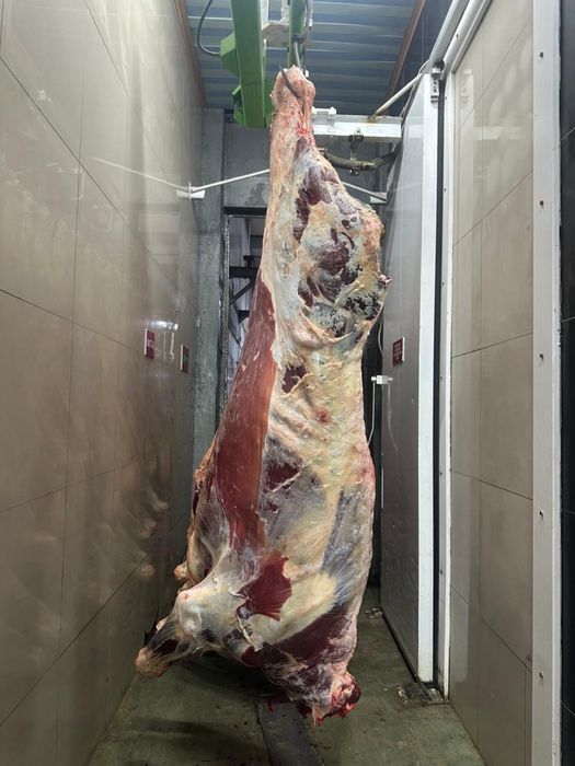 Мясо говядина, туши.