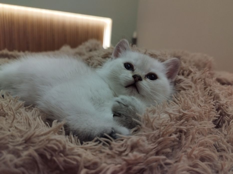 Шотландский страйт