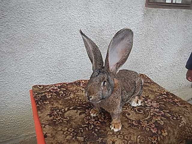 Urias german gri si gri fier -Masculi si femele