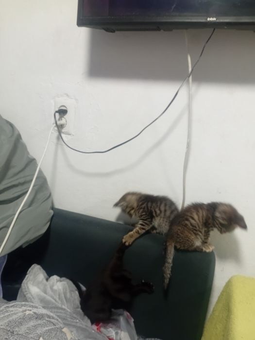 Отдам котята в хорошие руки