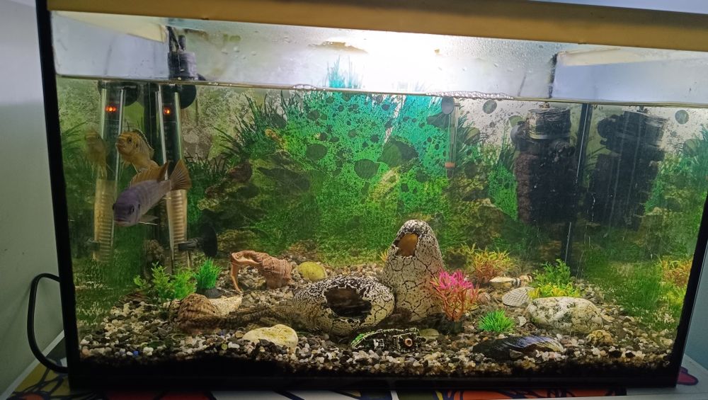 Vand pesti cu acvariu