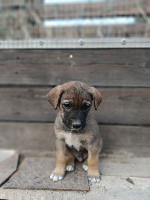 Подарявам кученца