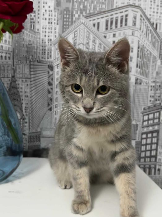 Кота домашний в хорошие руки