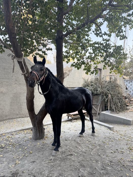 Қора байир оти сотидади. Ранги қора.