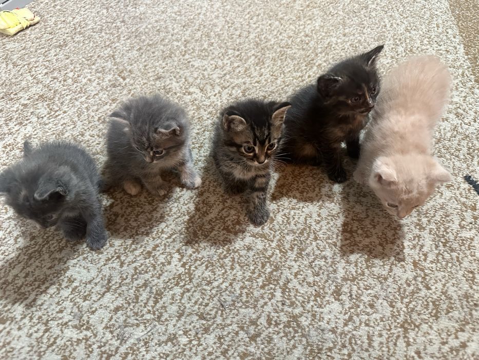 Отдам котят от сибирской кошки (6 недель, бесплатно)