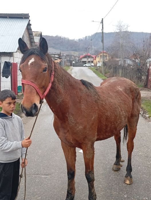 Iapa de vînzare cuminte