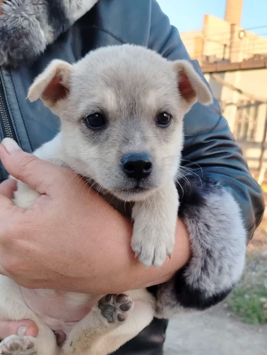 В добрые руки щенки девочки