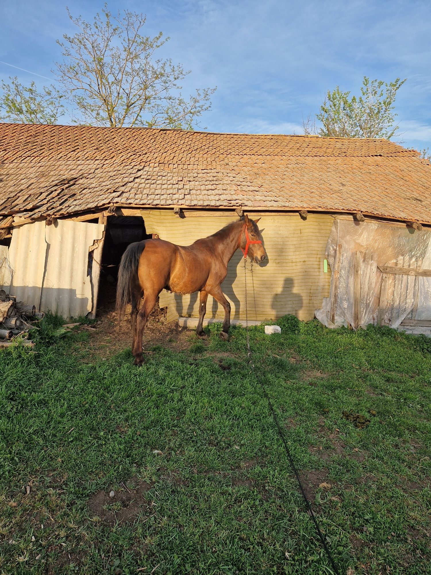 Vănd iapă, ofer ori ce probă cu ea