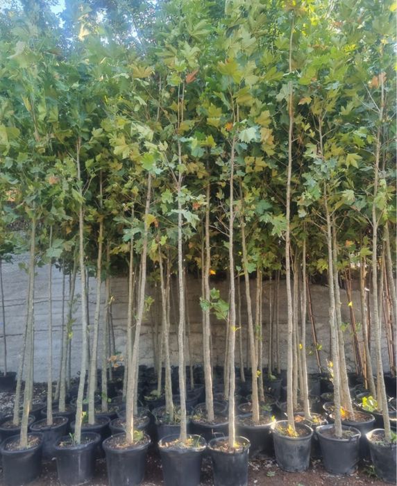 Copacii ornamentalii