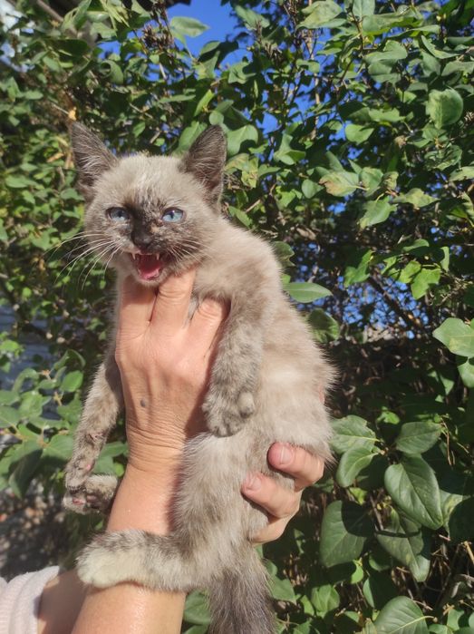 Отдам котенка сиамского