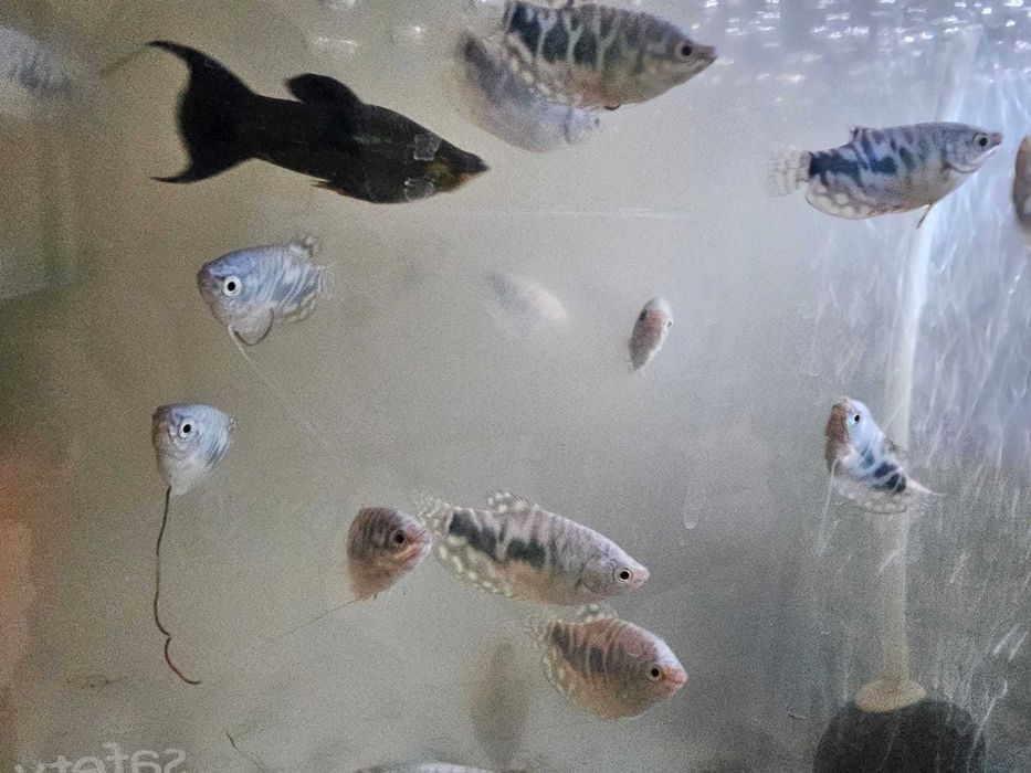 Рыбки Гурами Мраморные