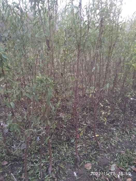 Prezident va Oltiariq bodom koʻchatlari