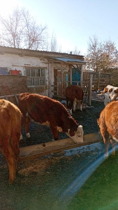 Продам 3 телочки 5 бычков