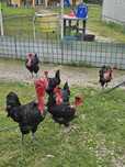 Găini de rasă. Vînd familie gît golaș de Transilvania