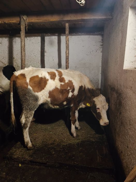 Vand juninca de pasune