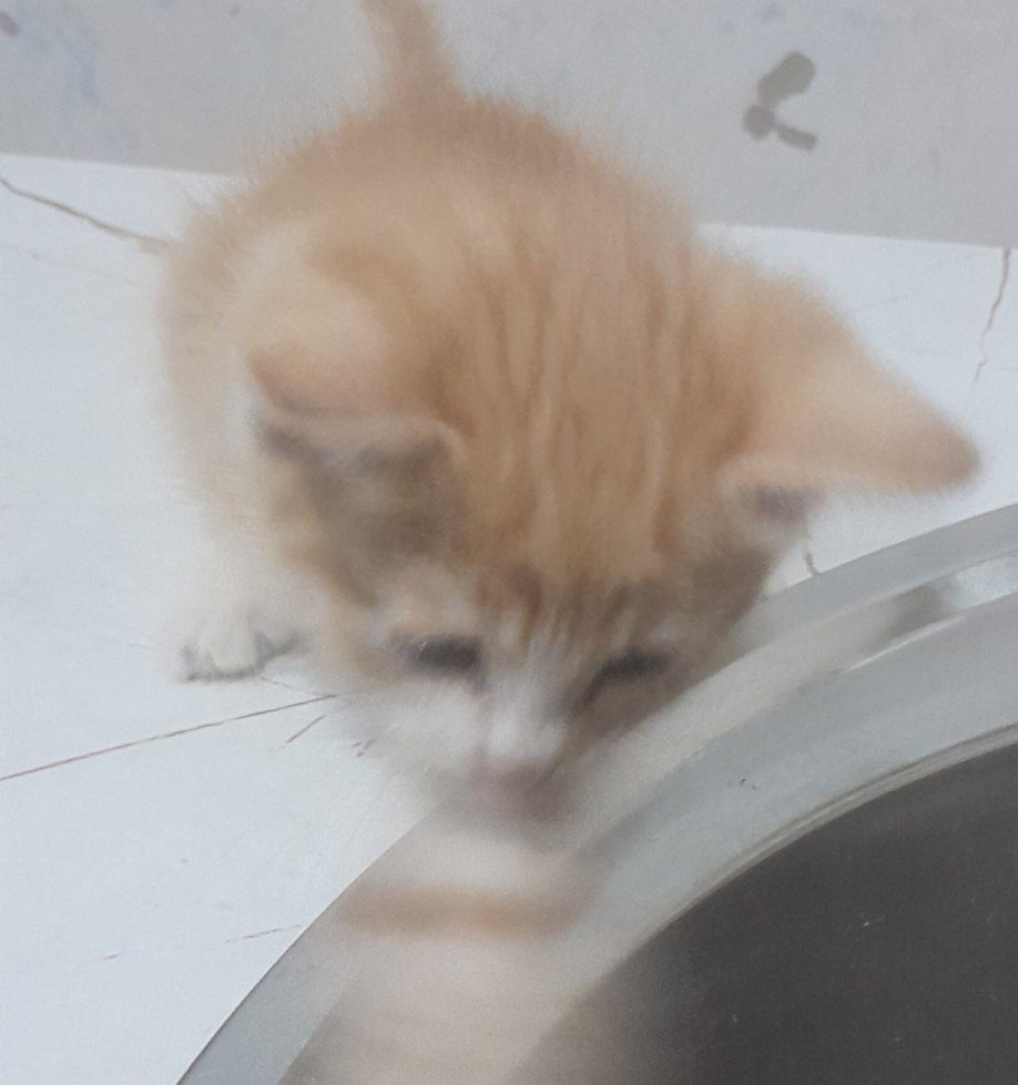 Отдаю бесплатно котят в добрые руки