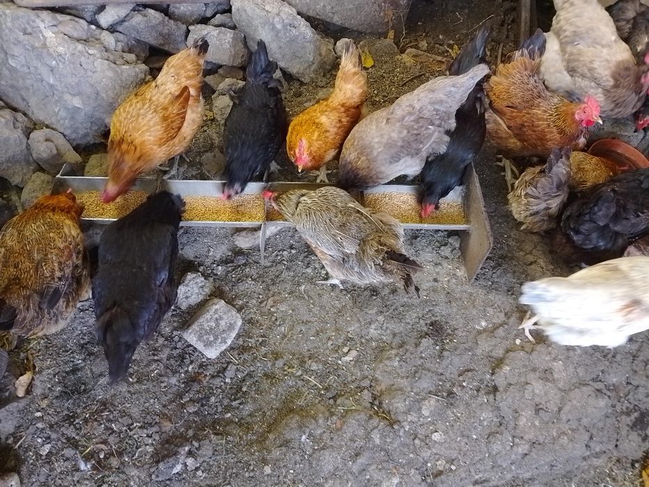 Vând găini de casă tinere
