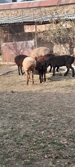 Бугоз куйлар сотилади