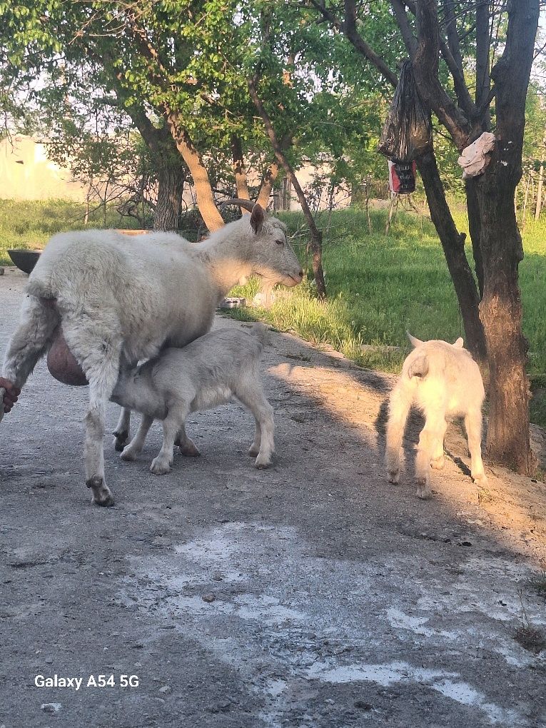 Sutli zanen echki bolalari bilan