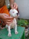 Cățeluș Dogo Argentino cu Pedigrie din Părinți Campioni