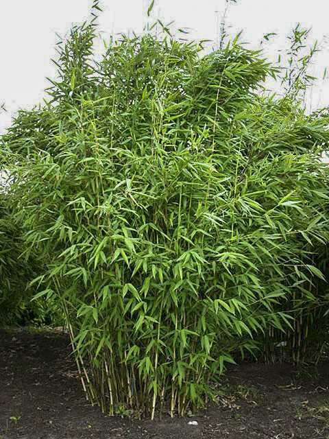 Продается Бамбук (Бамбук)