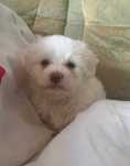 Bichon de vânzare mai multe detalii la număr de telefon