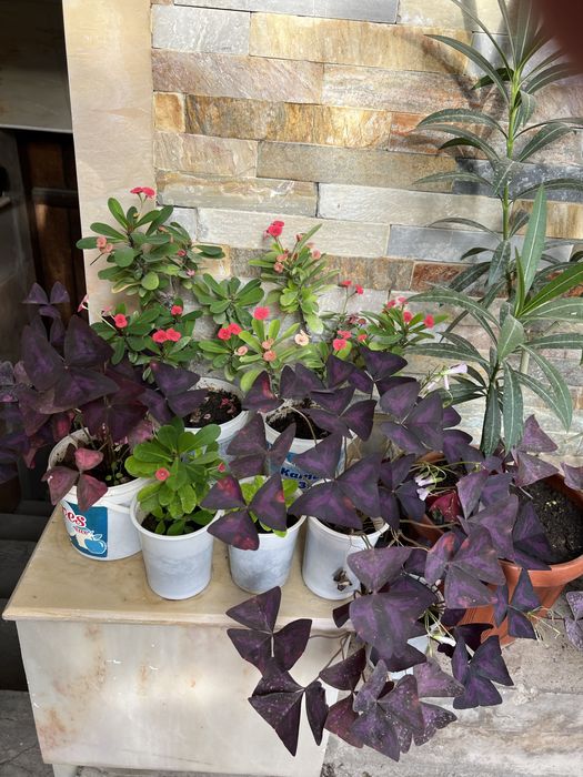 Денежный цветок. Хонаки гул. Тез усади ва купаяди