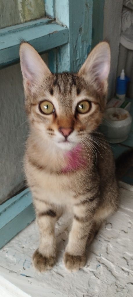 Отдам котенка мальчик