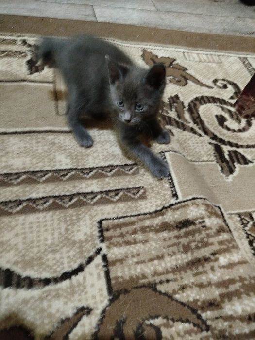 Котенок в добрые руки