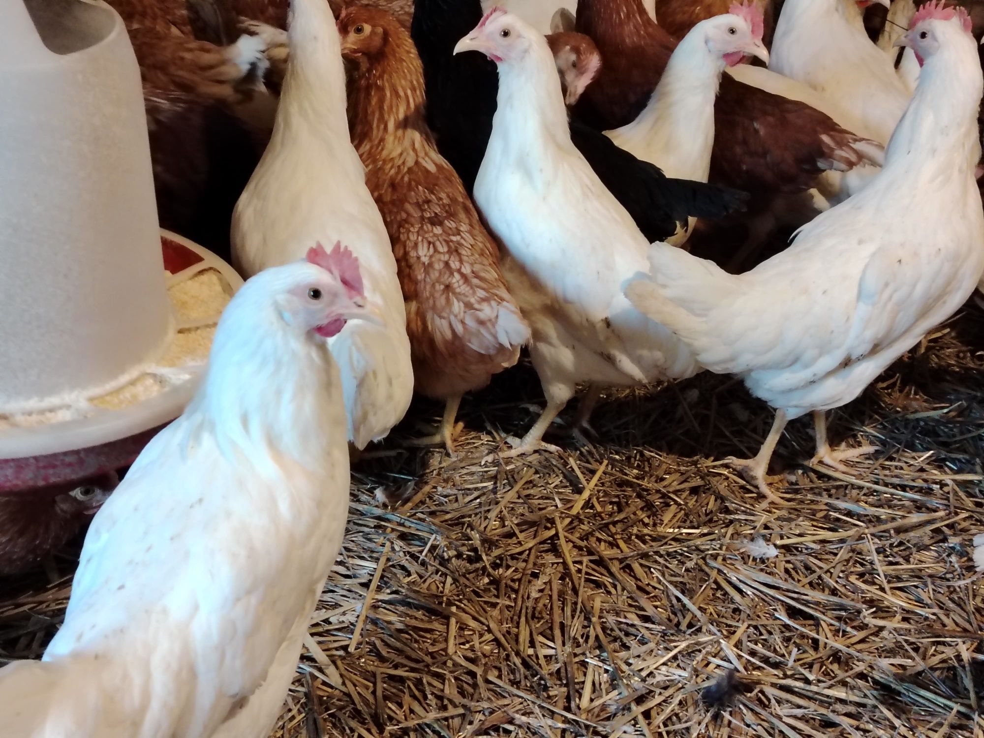 Vând puicuțe Leghorn
