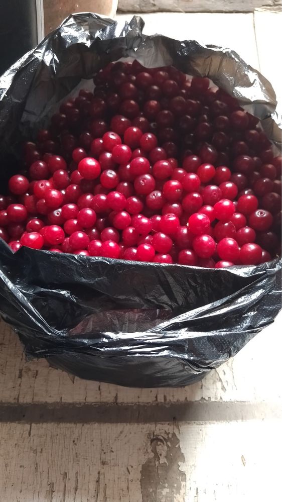 Продам Вишню   Свежая