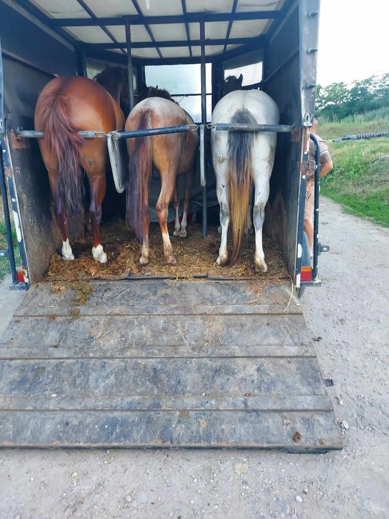 Transport auto și animale