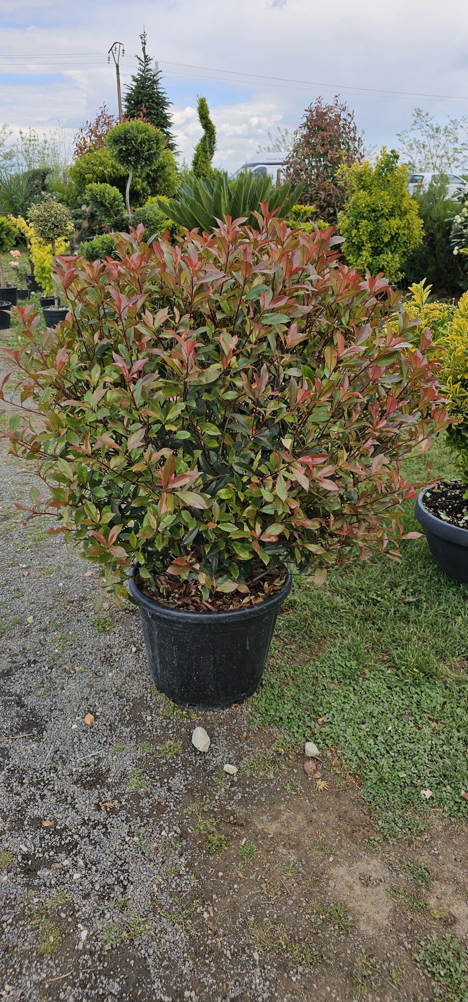 Magnolia grandiflora- photinia red robin- leylandi