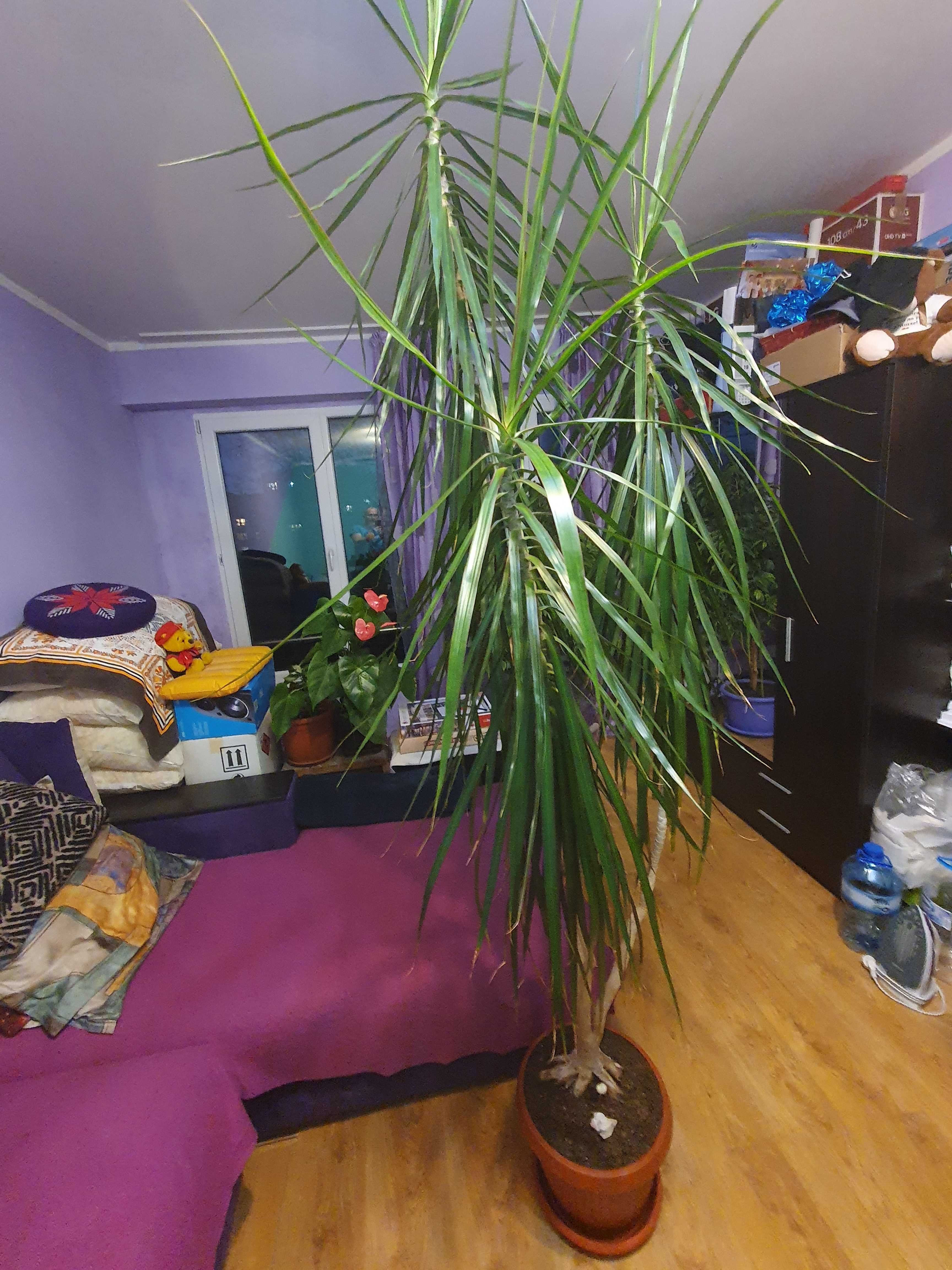 Драцена Маргината / Dracaena Marginata . Растение в саксия на 6 години