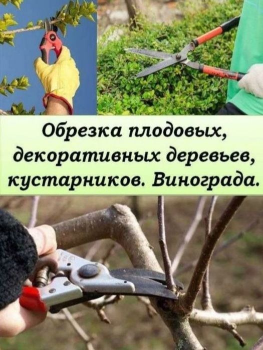 Обрезка плодовых деревьев