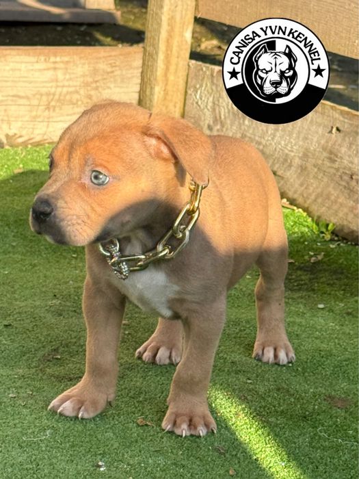 Mascul amstaff blue fawn