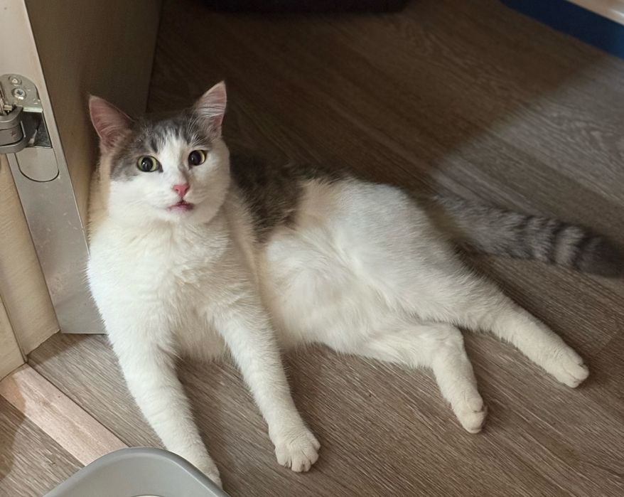 Шустрик (1 год). Кастрирован. В добрые руки.