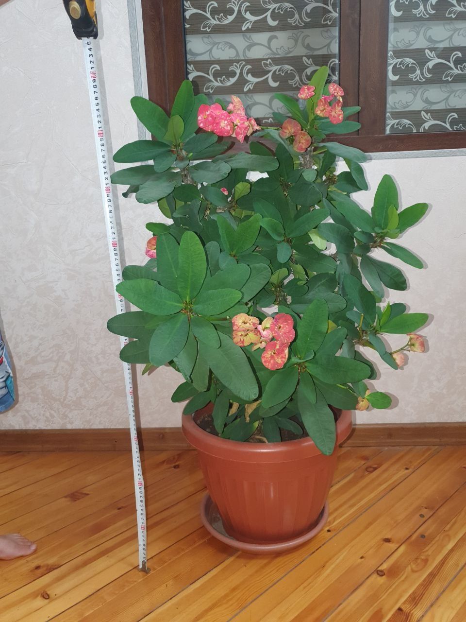 Офисные цветы / Ofis uchun gullar