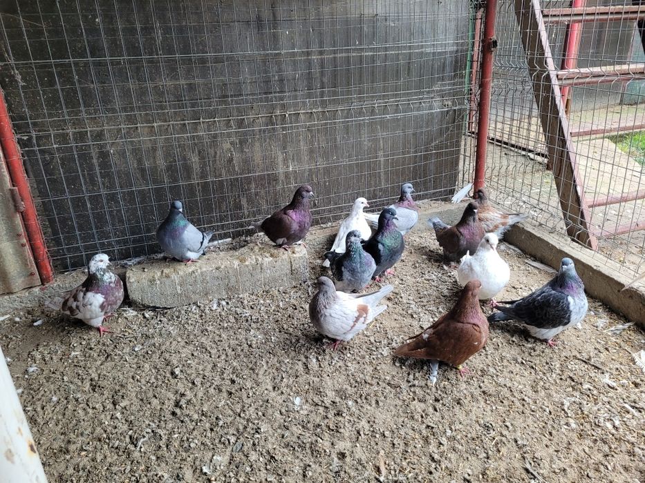 Pauni,fazani,porumbei,rate mandarine