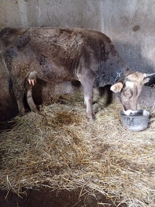 Vând vaca de 4 ani  gestanta în 2 luni jumate
