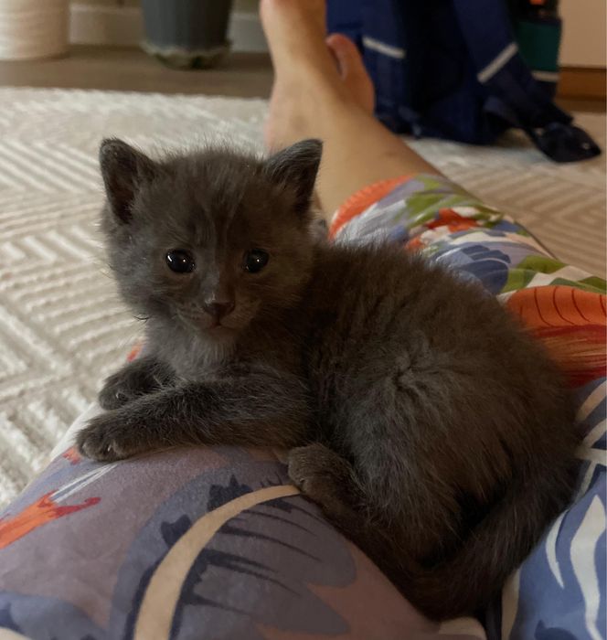 Котенок красивый бесплатно