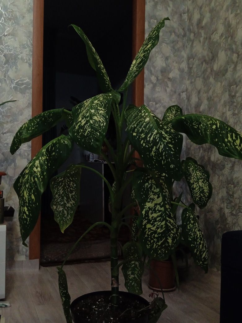 Продам комнатное растение дефенбах