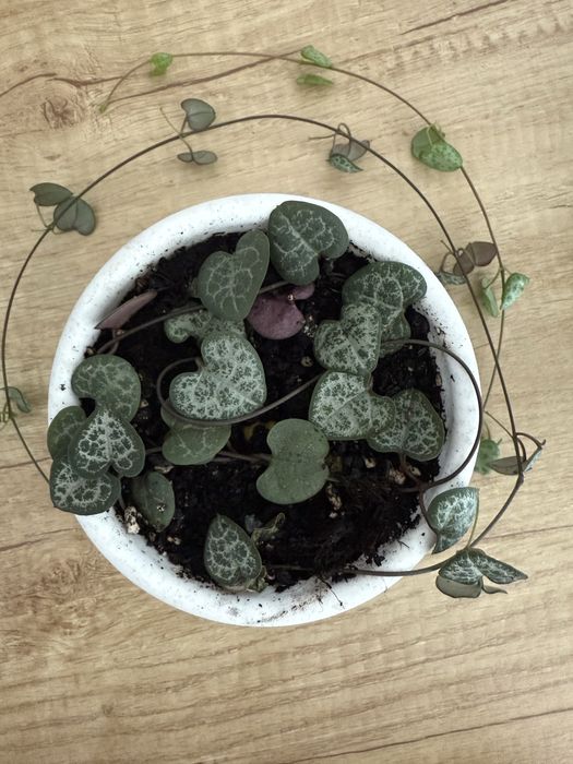 Церопегия Вуда - малышки